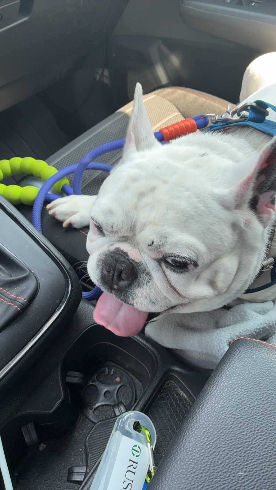 Chuckles, a white French bulldog in a blue harness, riding in the front of a car with his tongue out.