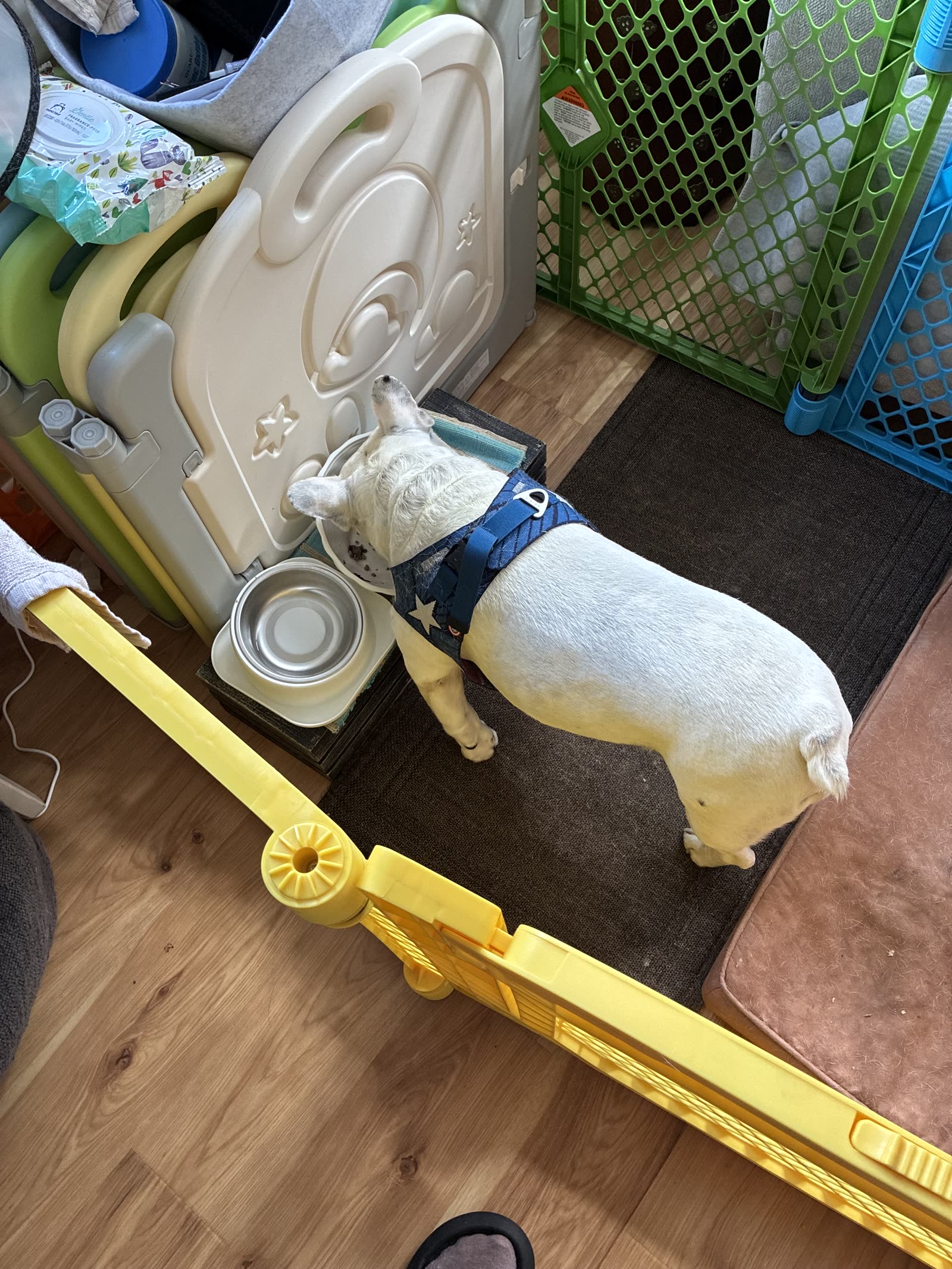Chuckles standing at raised bowls beside an indoor recovery pen.