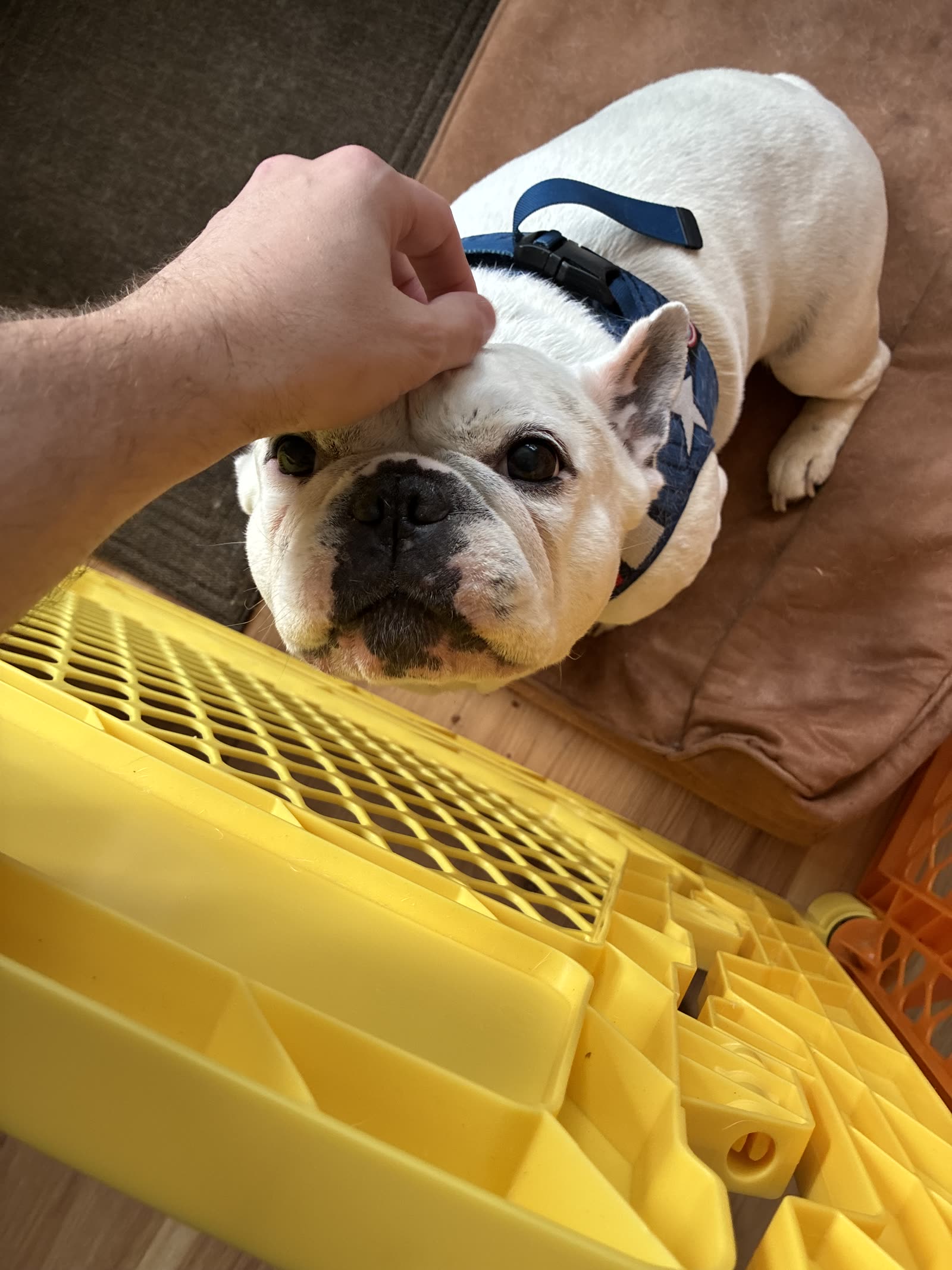 Chuckles looking up while being petted beside his yellow recovery pen.
