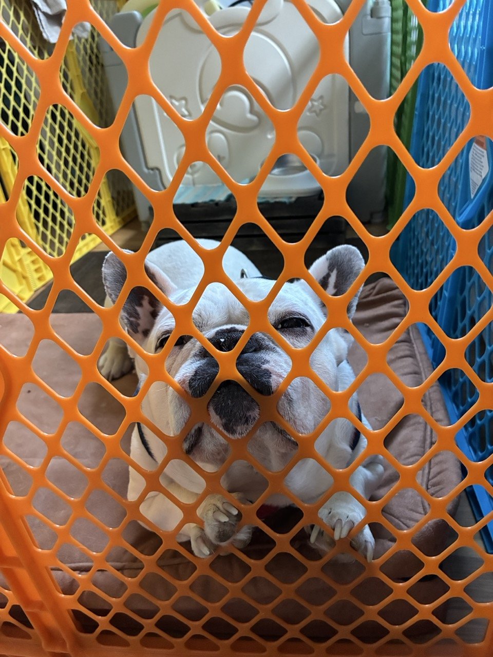 Chuckles resting on his bed, seen up close through the orange mesh of his playpen.