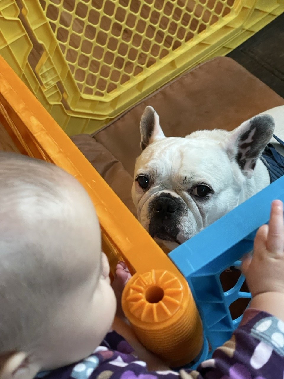 Chuckles looking out through the side of a colorful playpen toward a baby whose back is to the camera.