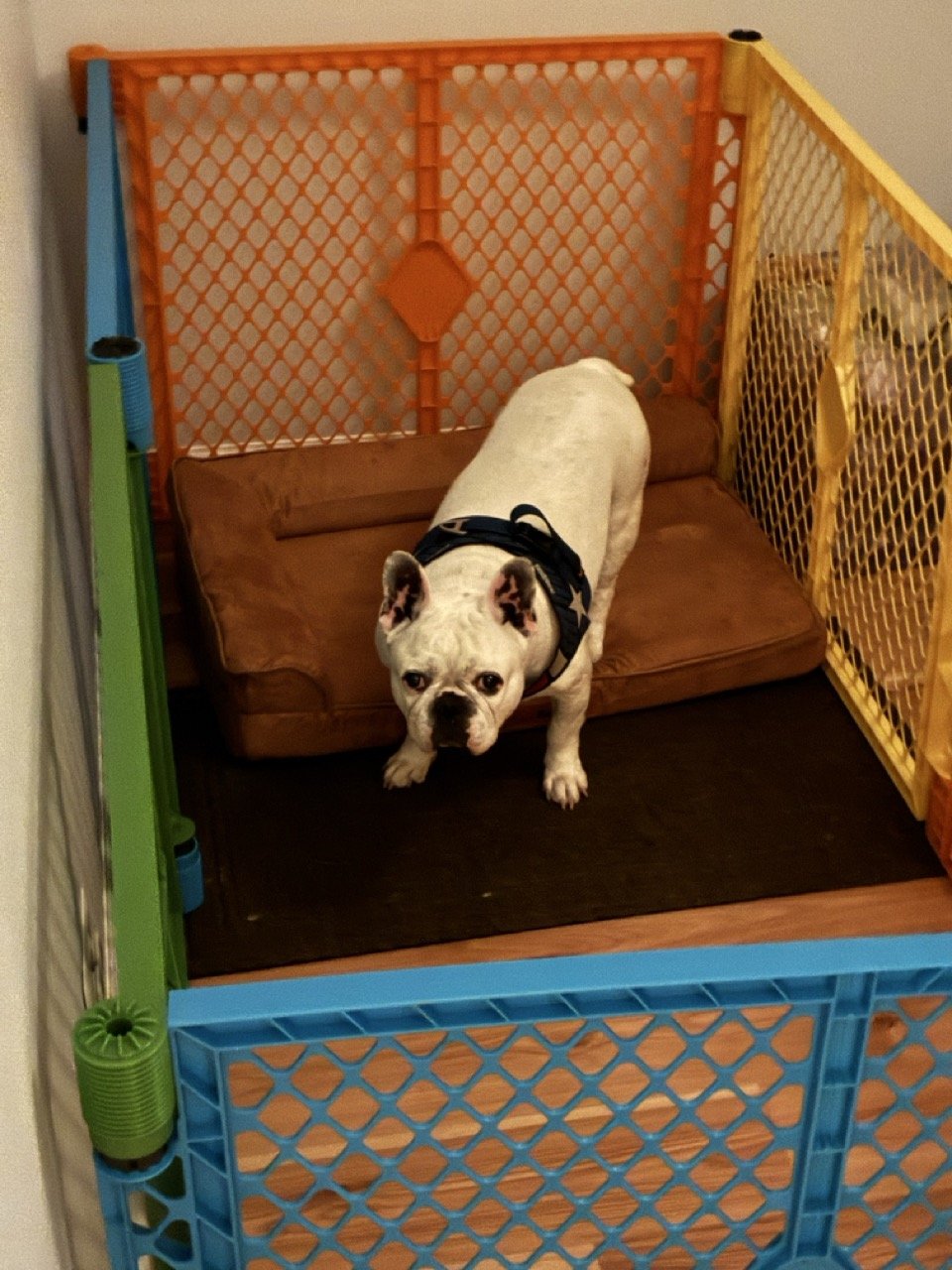 Chuckles standing on a brown dog bed inside a colorful plastic playpen with orange, yellow, blue and green panels.