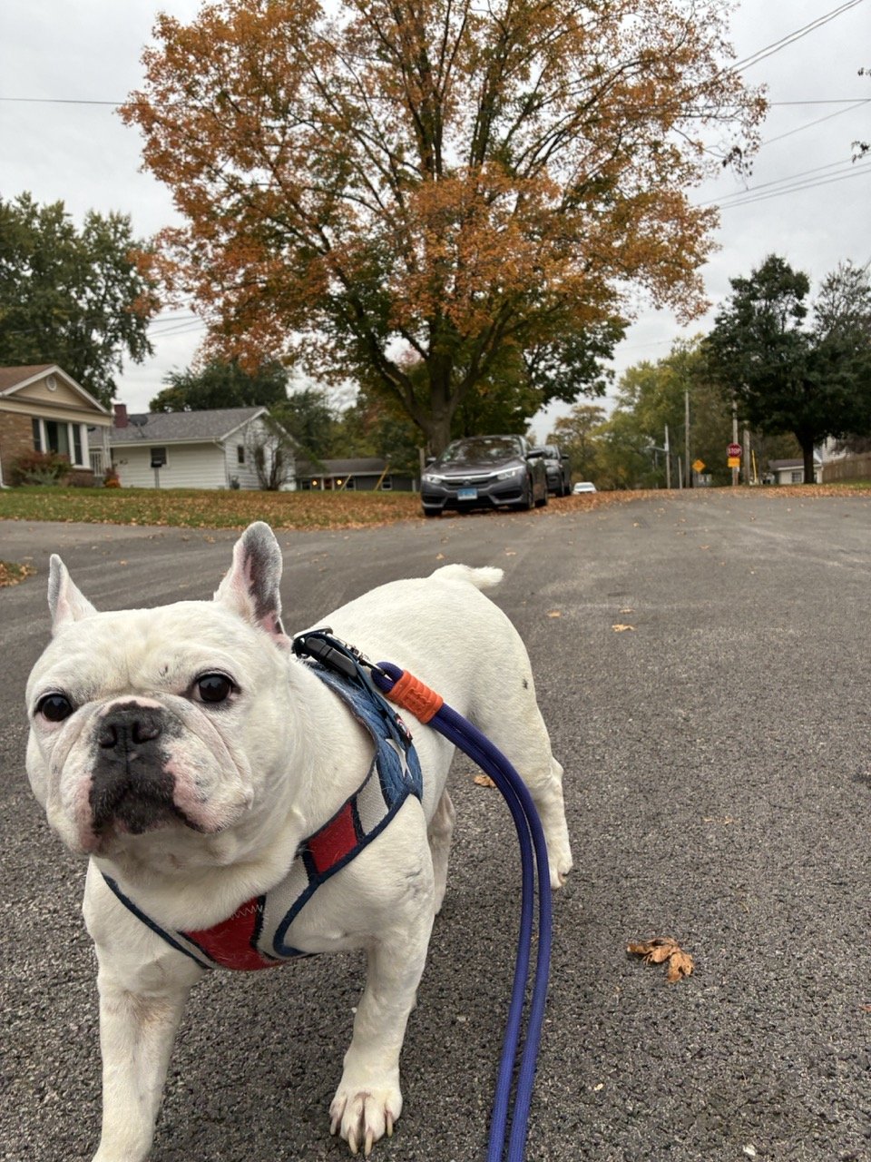 Chuckles, a white French bulldog in a red and navy harness, standing on a leash in a quiet street under a tree with orange fall leaves.