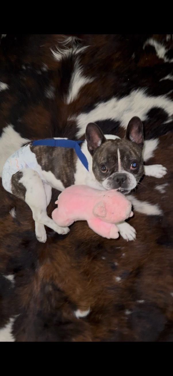 Moo lying on a brown-and-white cowhide rug, hugging a pink stuffed toy and looking at the camera.