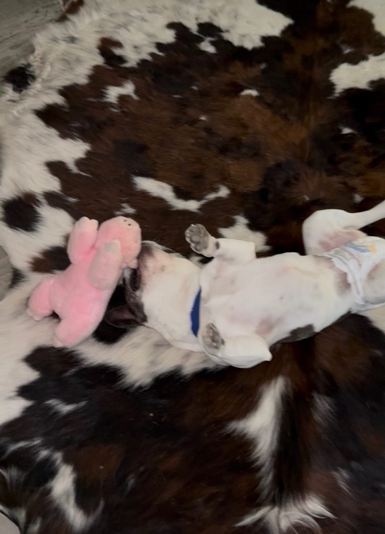 Moo rolling on her back on a cowhide rug next to a pink stuffed toy, wearing a diaper held up by a blue suspender strap.