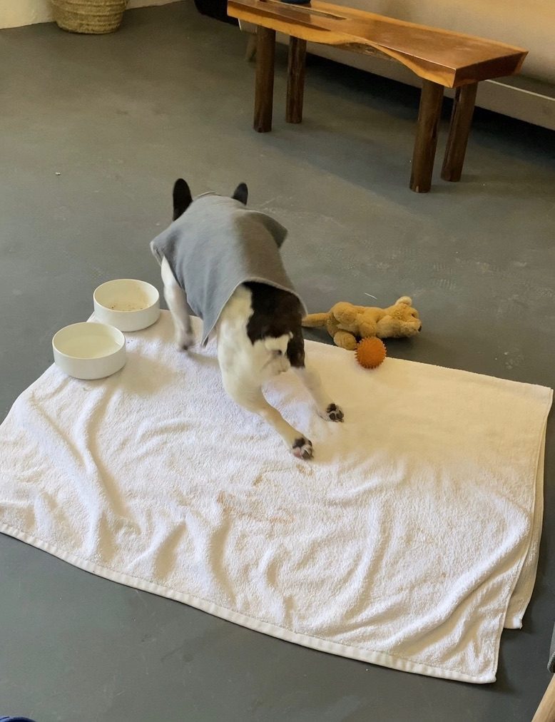 Moo in a grey shirt standing on a white towel next to two bowls and a toy, on a concrete floor.
