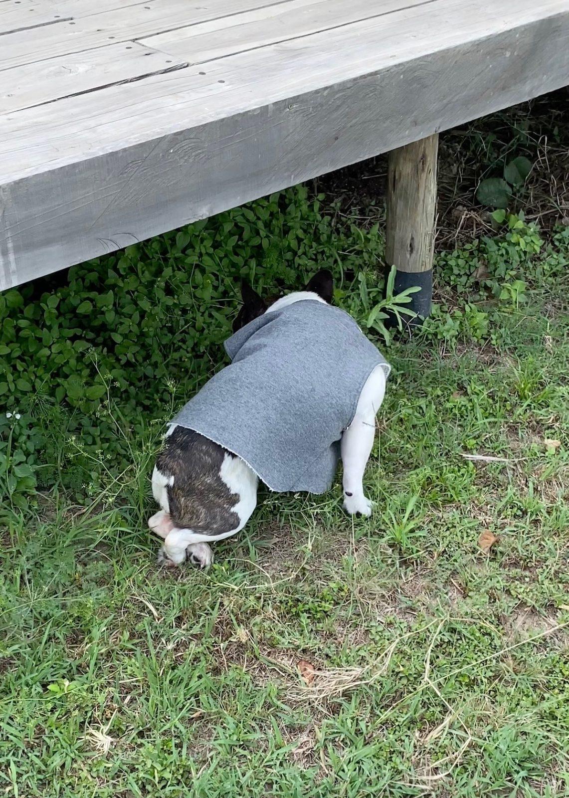 Moo in a grey shirt sniffing the grass under a wooden deck.