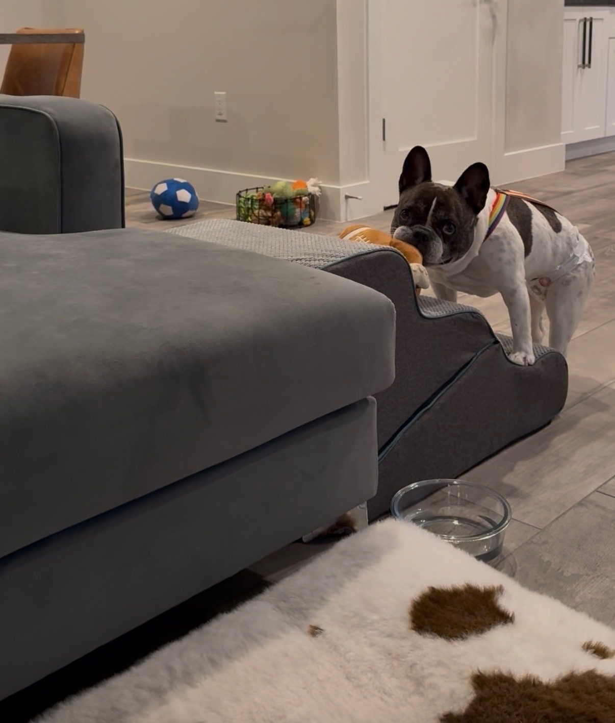 Moo climbing a set of grey foam pet steps up to a sofa, with toys on the floor behind her.