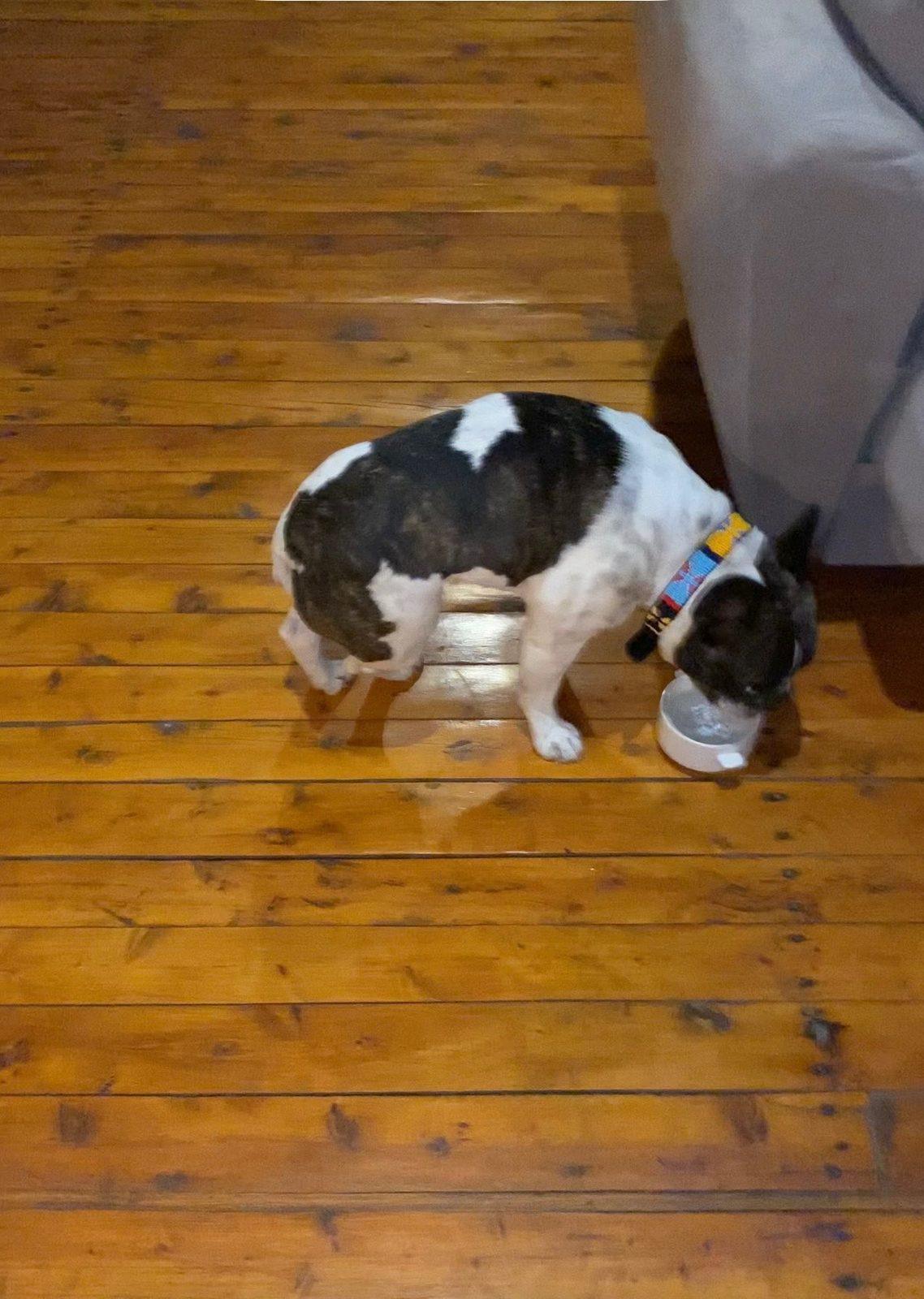 Moo, a black-and-white French bulldog with a blue collar, drinking from a bowl on a wooden floor.